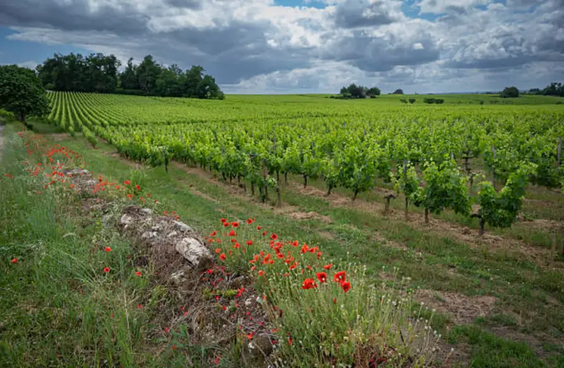 Biodiversité au vignoble : coquelicots et pierre calcaire entre les rangs de vigne