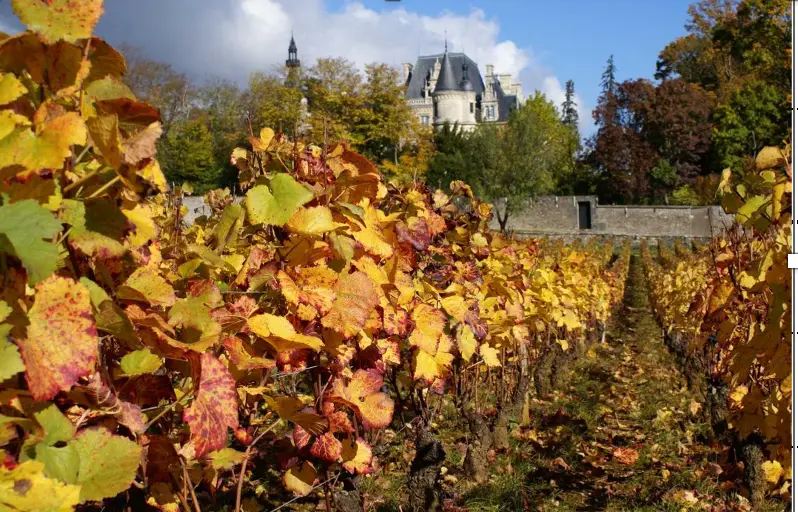 Château derrière les vignes dorées d'automne, Domaine des Ducs de Magenta