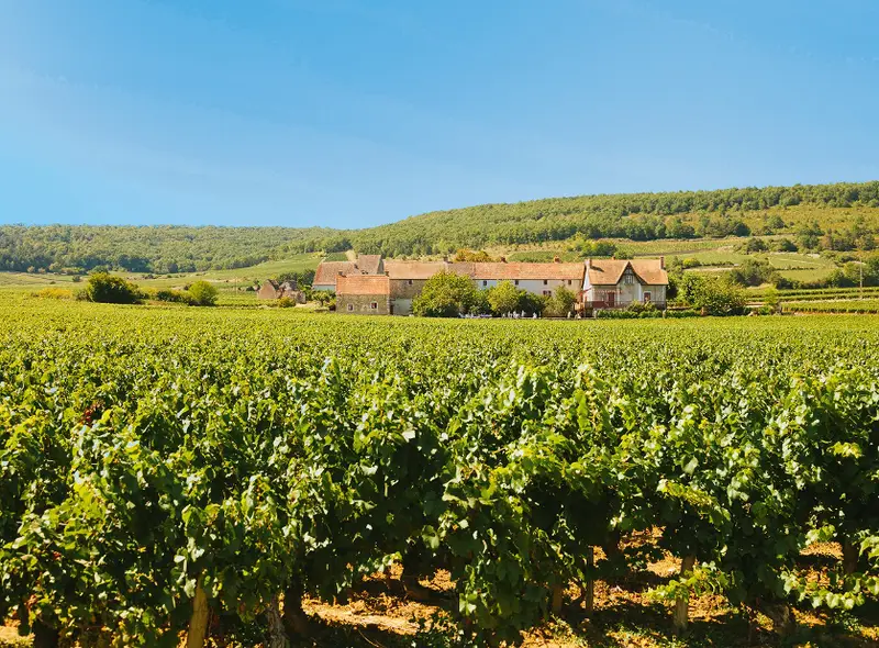 Domaine de l'Abbaye de Morgeot entouré de vignes, terroir du Bourgogne blanc Les Houillères