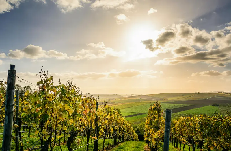 Coucher de soleil sur le vignoble d'automne de Chassagne-Montrachet