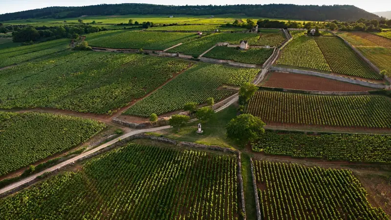 Vue drone des parcelles Premier Cru du Domaine de Magenta à Chassagne-Montrachet