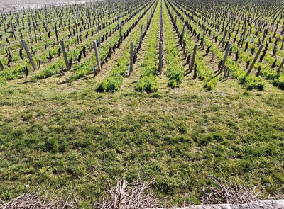 Wine searcher clos garenne