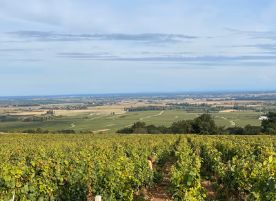 Chassagne vs puligny montrachet