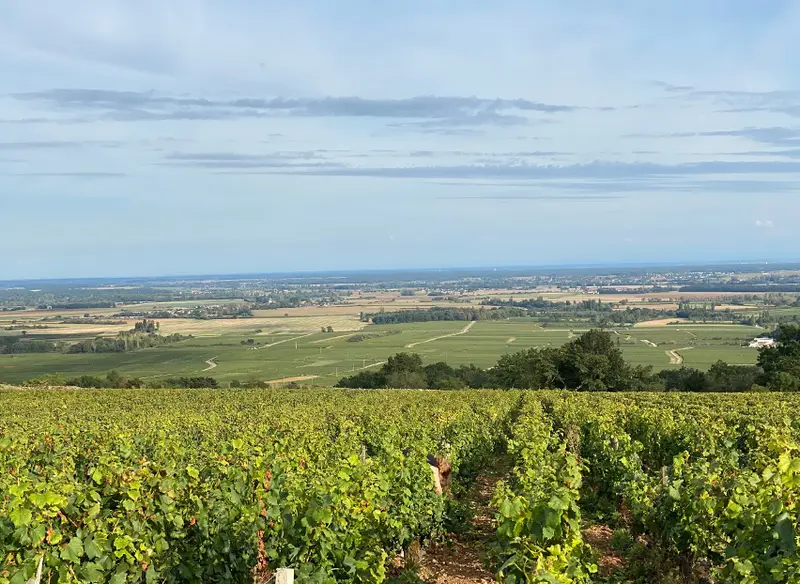 Panorama du vignoble de la Côte de Beaune en été depuis les hauteurs de Chassagne-Montrachet