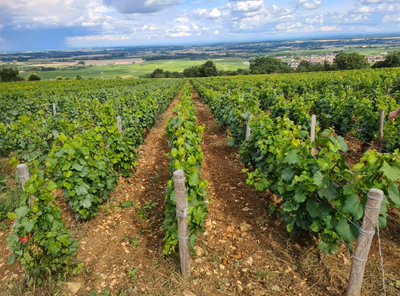 Chassagne montrachet grand cru guide complet