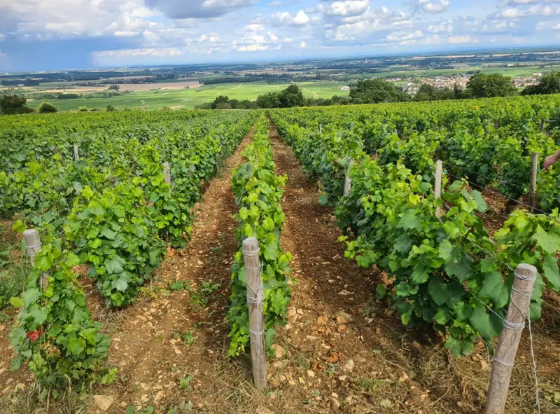 Rangs de vignes sur sol calcaire, terroir de Puligny-Montrachet La Garenne